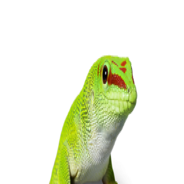 gecko-poland.png
